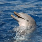 delfin-florida